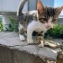 Bir Bakışta Kalbinizi Çalacak 2 Aylıķ Minik bir yakisikli fotoğraf