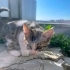Bir Bakışta Kalbinizi Çalacak 2 Aylıķ Minik bir yakisikli fotoğraf