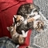 KIZIMIN YAVRULARINA YUVA ARIYORUM fotoğraf