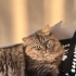 Carlosa yeni yuva arıyoruz fotoğraf