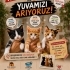 Ücretsiz sahiplenme yavru kardeşler acil yuva fotoğraf
