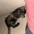Tortoiseshell güzelliğine yuva arıyorum fotoğraf