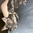 Tortoiseshell güzelliğine yuva arıyorum fotoğraf