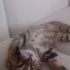 Çok akıllı, sevecen ve çok oyuncu fotoğraf