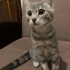 Oyuncu, sevgi dolu ve meraklı fotoğraf