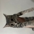 Oyuncu, sevgi dolu ve meraklı fotoğraf
