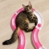 4 aylık dişi yavru kedi fotoğraf