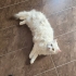 LEO VE ÇİKO ÖMÜRLÜK YUVA ARIYOR fotoğraf