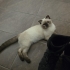 LEO VE ÇİKO ÖMÜRLÜK YUVA ARIYOR fotoğraf