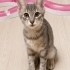 4 aylık dişi yavru kedi fotoğraf