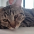 1 yaşında kısır erkek kedi fotoğraf