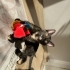ÇOK ACİL EV KEDİSİ fotoğraf