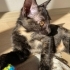 ÇOK ACİL EV KEDİSİ fotoğraf
