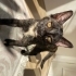 ÇOK ACİL EV KEDİSİ fotoğraf