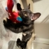 ÇOK ACİL EV KEDİSİ fotoğraf