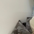 ÇOK ACİL EV KEDİSİ fotoğraf