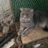 1.5-2 YAŞLARINDA SCOTTISH FOLD.!! KISIR..!! fotoğraf