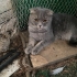 1.5-2 YAŞLARINDA SCOTTISH FOLD.!! KISIR..!! fotoğraf