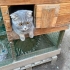 1.5-2 YAŞLARINDA SCOTTISH FOLD.!! KISIR..!! fotoğraf