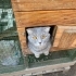 1.5-2 YAŞLARINDA SCOTTISH FOLD.!! KISIR..!! fotoğraf