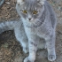 1.5-2 YAŞLARINDA SCOTTISH FOLD.!! KISIR..!! fotoğraf