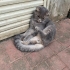 1.5-2 YAŞLARINDA SCOTTISH FOLD.!! KISIR..!! fotoğraf