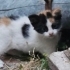 1 aylık bebişe anneye geçici kalıcı acil yuva fotoğraf
