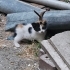 1 aylık bebişe anneye geçici kalıcı acil yuva fotoğraf