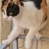 1 aylık bebişe anneye geçici kalıcı acil yuva fotoğraf