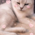 Ücretsiz sahiplenme pofidik British kedi fotoğraf