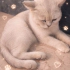 Ücretsiz sahiplenme pofidik British kedi fotoğraf