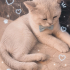 Ücretsiz sahiplenme pofidik British kedi fotoğraf