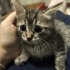 🌰 FİNDUK (6 Haftalık) Ömürlük Yuvasını Bekliyor 🐾 fotoğraf