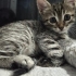 🌰 FİNDUK (6 Haftalık) Ömürlük Yuvasını Bekliyor 🐾 fotoğraf