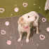 Ücretsiz sahiplenme pofidik labrador melez fotoğraf
