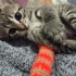 🌸 MİÇO Kış Gelmeden Sıcak Yuvasını Arıyor 🐾 fotoğraf