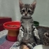 🌸 MİÇO Kış Gelmeden Sıcak Yuvasını Arıyor 🐾 fotoğraf