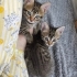 🦁 6 Haftalık Minik ASLAN Kucağınızda Büyüsün 🐾 fotoğraf