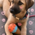 Ücretsiz sahiplenme Kangal melez acil yuva fotoğraf
