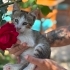 Minik yavruya cok acil yuva fotoğraf