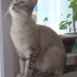 Miaya yeni aile fotoğraf