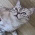 Miaya yeni aile fotoğraf