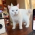 Sevgi Delisi Özel Kızımıza Ömürlük Yuva Arıyoruz 💘 fotoğraf