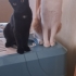 Sakin karakterli Limon ve oyuncu tekir kedi Lokum fotoğraf