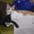 Sakin karakterli Limon ve oyuncu tekir kedi Lokum fotoğraf