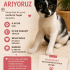 4 Aylık Dişi Miniğe Yuva Arıyoruz fotoğraf