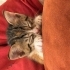 Dişi Yavru Kedi fotoğraf