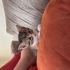Dişi Yavru Kedi fotoğraf