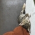 Dişi Yavru Kedi fotoğraf