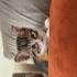Dişi Yavru Kedi fotoğraf
